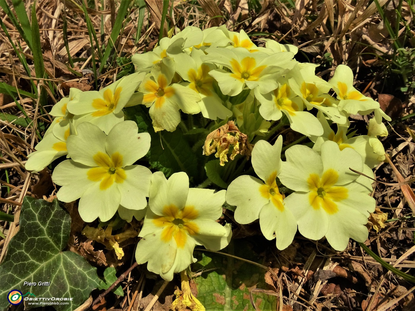 21 Primula vulgaris (Primula comune).JPG